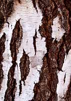 White poplar bark