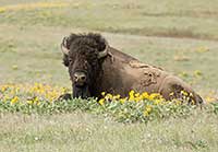 Ferdinand, Bull Bison, National Bison Range, Montana, U.S.