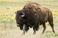 A grazing bison in Montana's National Bison Range.