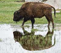 Bison reflection, Yellowstone National Park, Montana, U.S.