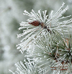 Hoar frost on Ponderosa pine