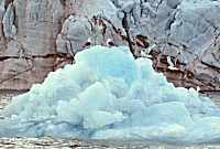 Kittiwakes on ice floe, Svalbard, Norway