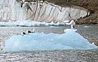 Kittiwakes on ice floe, Svalbard, Norway