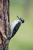 Hairy woodpecker, N.W. Montana, U.S.
