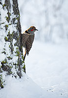 Northern flicker, red-shafted, N.W. Montana, U.S.
