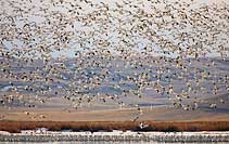 Snow geese over Freezeout Lake, Choteau, MT, U.S.
