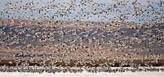 Snow geese over Freezeout Lake, Choteau, MT, U.S.