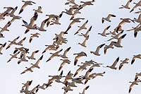 Snow geese over Freezeout Lake, Choteau, MT, U.S.