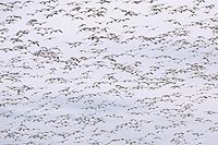 Snow geese over Freezeout Lake, Choteau, MT, U.S.
