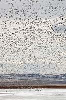 Snow geese and tundra swans at Freezeout Lake, Montana, U.S.