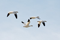 Snow geese over Freezeout Lake, Choteau, MT, U.S.