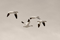 Snow geese over Freezeout Lake, Choteau, MT, U.S.