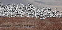 Snow geese launch from Freezeout Lake, Montana, U.S.
