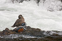 Harlequin duck pair at LeHardy Rapids in the Yellowstone River