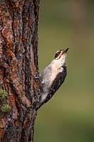 Hairy woodpecker, N.W. Montana, U.S.