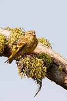 Female goldfinch on wolf moss, N.W. Montana, U.S.