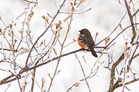 Spotted towhee camoflaged in a serviceberry bush, Montana, U.S.