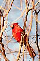 Male cardinal, northeast Ohio, U.S.