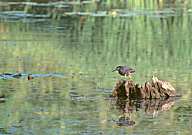 Green Heron, Northeast Ohio, U.S.