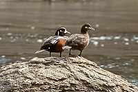 Harlequin Ducks in Madison River, Yellowstone N.P., Wyoming, U.S.