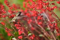 Calliope hummingbird male in crimson bells