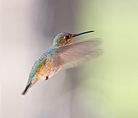 Calliope hummingbird female