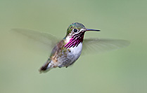 Calliope hummingbird male