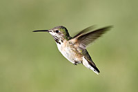Calliope hummingbird immature male