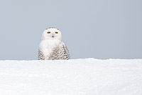 A snowy owl (Bubo scandiaus) visits western Montana in January, 2012
