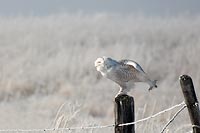 A snowy owl (Bubo scandiaus) cooling off, Polson, MT, U.S., 2012