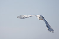 A snowy owl (Bubo scandiaus) in flight, February, 2012
