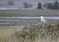Snowy Owl, Pablo, MT, U.S., 2006