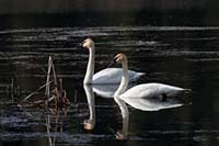 A pair of trumpeter swans on a small local lake in the spring of 2019, Montana, U.S.