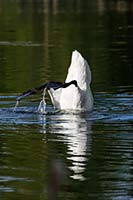 A trumpeter swan dabbles on a small local lake in the spring of 2019, Montana, U.S.
