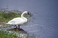Trumpeter swan, Yellowstone N.P., Wyoming, U.S.
