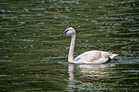 Trumpeter swan, Madison River, Yellowstone N.P., Wyoming, U.S.
