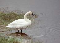 Trumpeter swan, Yellowstone N.P., Wyoming, U.S.
