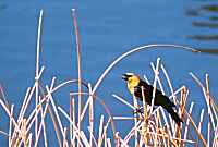 Yellow-headed blackbird, Yellowstone NP, Wyoming, U.S.