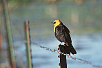 Yellow-headed blackbird, Ninepipe NWR, MT, U.S.