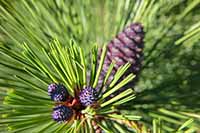 Ponderosa pine cones lit by morning sun