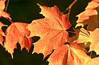 Maple leaves, autumn 2002, N.E. Ohio