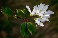 Western serviceberry blossom