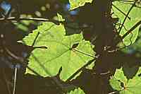 Grapevine leaves in sun