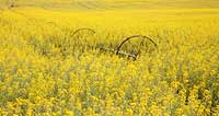 Canola field with wheel line irrigator