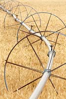 Wheel line irrigator in wheat field