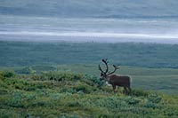 Caribou bull, Denali National Park, Alaska, U.S.