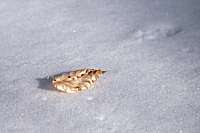 Beech leaf on snow
