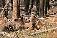 Mother grizzly bear with cub in Yellowstone N.P.