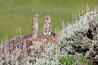 Uinta ground squirrels, Yellowstone N.P., Wyoming, U.S.