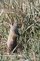 Uinta Ground Squirrel, Yellowstone N.P., Wyoming, U.S.